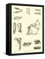 Page from the Pictorial Museum of Animated Nature-null-Framed Stretched Canvas