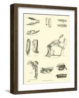 Page from the Pictorial Museum of Animated Nature-null-Framed Giclee Print