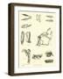 Page from the Pictorial Museum of Animated Nature-null-Framed Giclee Print