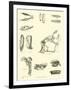 Page from the Pictorial Museum of Animated Nature-null-Framed Giclee Print