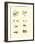 Page from the Pictorial Museum of Animated Nature-null-Framed Giclee Print