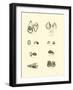 Page from the Pictorial Museum of Animated Nature-null-Framed Giclee Print