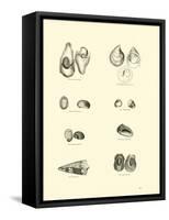 Page from the Pictorial Museum of Animated Nature-null-Framed Stretched Canvas