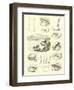 Page from the Pictorial Museum of Animated Nature-null-Framed Giclee Print