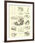 Page from the Pictorial Museum of Animated Nature-null-Framed Giclee Print