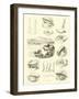 Page from the Pictorial Museum of Animated Nature-null-Framed Giclee Print