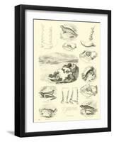 Page from the Pictorial Museum of Animated Nature-null-Framed Giclee Print