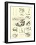 Page from the Pictorial Museum of Animated Nature-null-Framed Giclee Print
