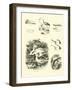 Page from the Pictorial Museum of Animated Nature-null-Framed Giclee Print