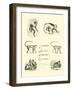 Page from the Pictorial Museum of Animated Nature-null-Framed Giclee Print