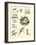 Page from the Pictorial Museum of Animated Nature-null-Framed Giclee Print