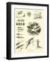 Page from the Pictorial Museum of Animated Nature-null-Framed Giclee Print