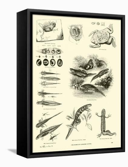 Page from the Pictorial Museum of Animated Nature-null-Framed Stretched Canvas