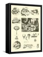 Page from the Pictorial Museum of Animated Nature-null-Framed Stretched Canvas