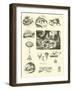 Page from the Pictorial Museum of Animated Nature-null-Framed Giclee Print