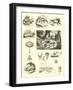 Page from the Pictorial Museum of Animated Nature-null-Framed Giclee Print