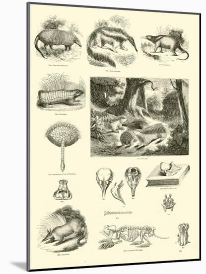 Page from the Pictorial Museum of Animated Nature-null-Mounted Giclee Print