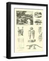 Page from the Pictorial Museum of Animated Nature-null-Framed Giclee Print