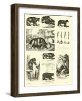 Page from the Pictorial Museum of Animated Nature-null-Framed Giclee Print