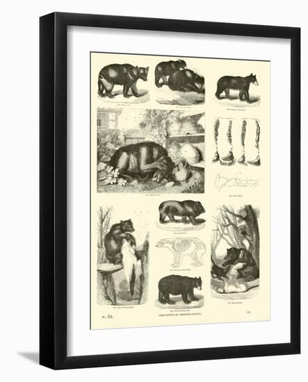 Page from the Pictorial Museum of Animated Nature-null-Framed Giclee Print