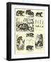 Page from the Pictorial Museum of Animated Nature-null-Framed Giclee Print