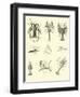 Page from the Pictorial Museum of Animated Nature-null-Framed Giclee Print