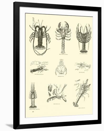 Page from the Pictorial Museum of Animated Nature-null-Framed Giclee Print