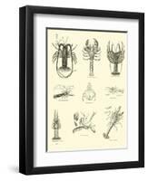 Page from the Pictorial Museum of Animated Nature-null-Framed Premium Giclee Print