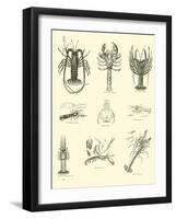 Page from the Pictorial Museum of Animated Nature-null-Framed Giclee Print