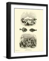 Page from the Pictorial Museum of Animated Nature-null-Framed Giclee Print