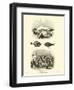 Page from the Pictorial Museum of Animated Nature-null-Framed Giclee Print