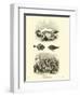 Page from the Pictorial Museum of Animated Nature-null-Framed Giclee Print