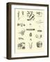 Page from the Pictorial Museum of Animated Nature-null-Framed Giclee Print