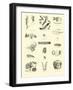 Page from the Pictorial Museum of Animated Nature-null-Framed Giclee Print