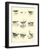 Page from the Pictorial Museum of Animated Nature-null-Framed Giclee Print