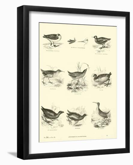 Page from the Pictorial Museum of Animated Nature-null-Framed Giclee Print