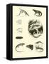 Page from the Pictorial Museum of Animated Nature-null-Framed Stretched Canvas