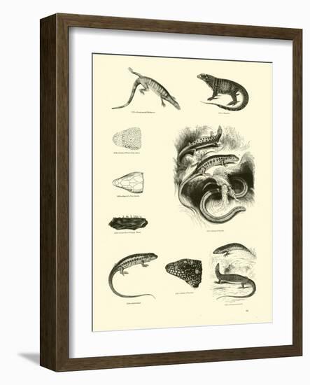 Page from the Pictorial Museum of Animated Nature-null-Framed Giclee Print