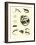 Page from the Pictorial Museum of Animated Nature-null-Framed Giclee Print