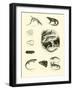 Page from the Pictorial Museum of Animated Nature-null-Framed Giclee Print