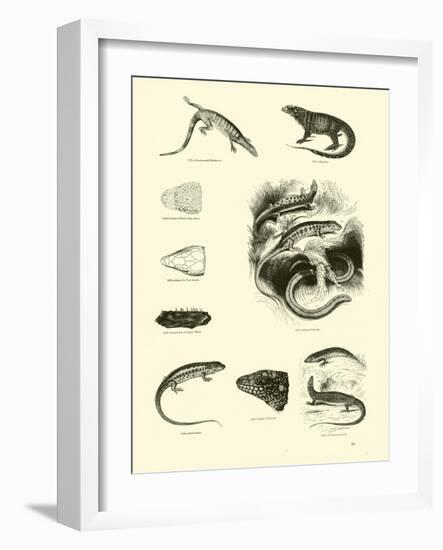 Page from the Pictorial Museum of Animated Nature-null-Framed Giclee Print