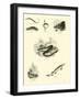 Page from the Pictorial Museum of Animated Nature-null-Framed Giclee Print