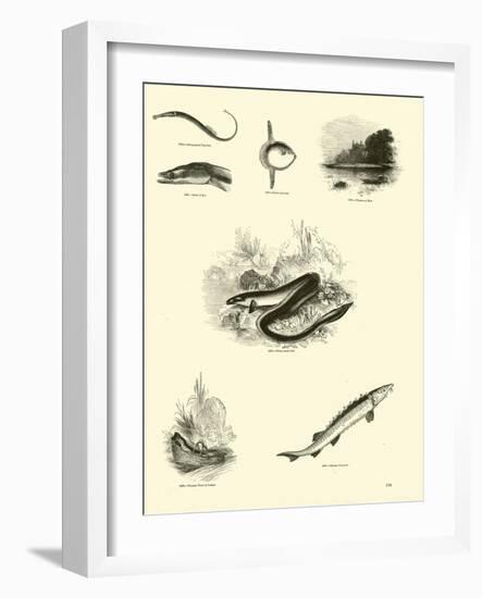 Page from the Pictorial Museum of Animated Nature-null-Framed Giclee Print