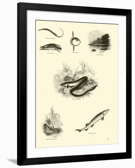 Page from the Pictorial Museum of Animated Nature-null-Framed Giclee Print