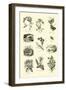 Page from the Pictorial Museum of Animated Nature-null-Framed Giclee Print