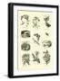 Page from the Pictorial Museum of Animated Nature-null-Framed Giclee Print