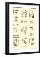 Page from the Pictorial Museum of Animated Nature-null-Framed Giclee Print