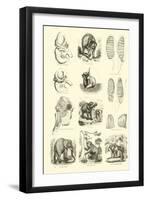 Page from the Pictorial Museum of Animated Nature-null-Framed Giclee Print