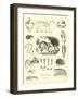 Page from the Pictorial Museum of Animated Nature-null-Framed Giclee Print