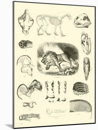 Page from the Pictorial Museum of Animated Nature-null-Mounted Giclee Print